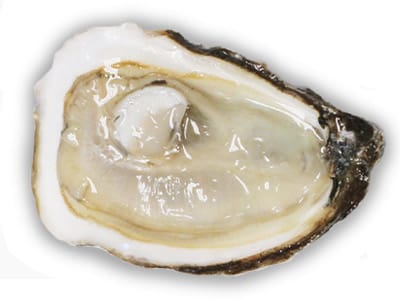 oyster bluepoint