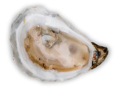 oyster islandcreek