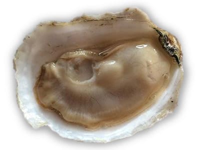 oyster mookieblue